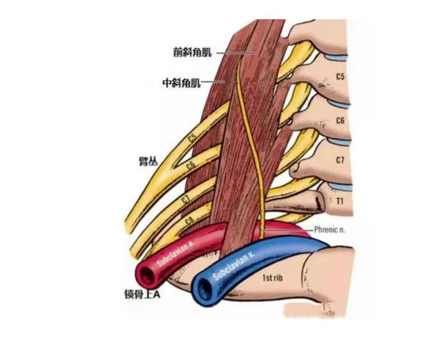 前中后斜角肌图片